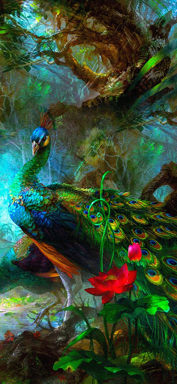 Hình nền con công đang múa